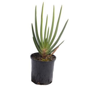 Fan Aloe