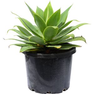 Agave Attenuata