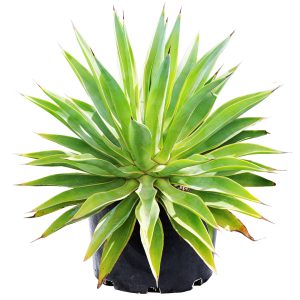 Agave Desmettiana