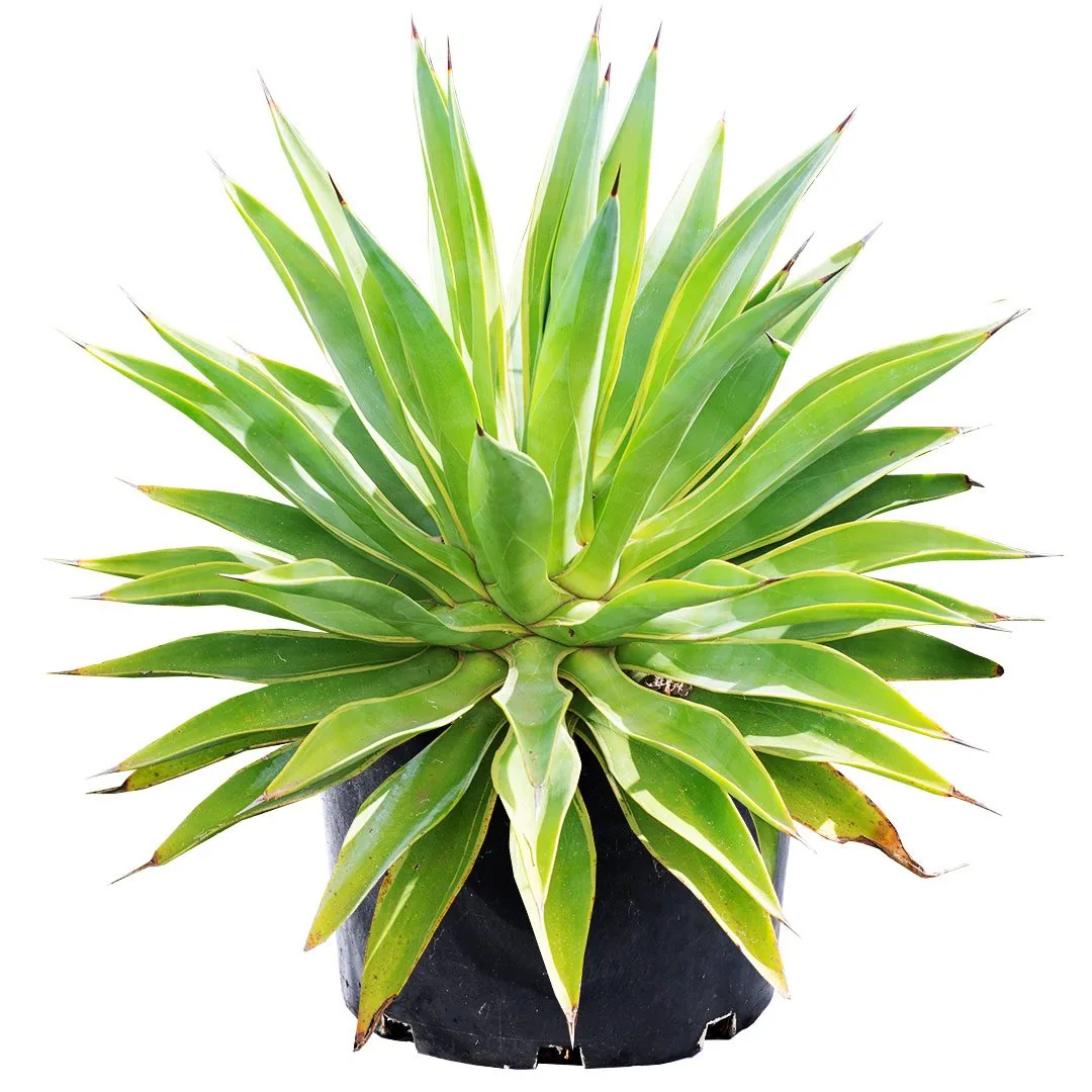 Agave Desmettiana