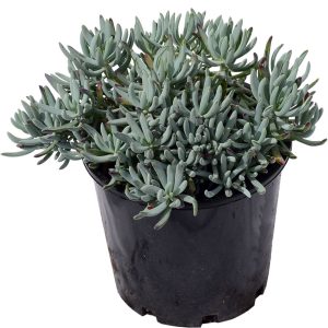 Blue Chalksticks