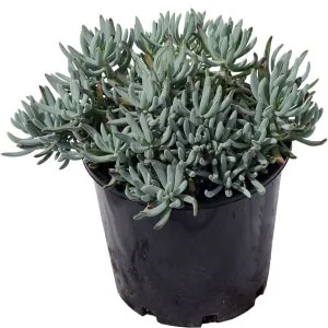 Blue Chalksticks