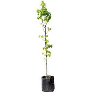 Bradford Pear