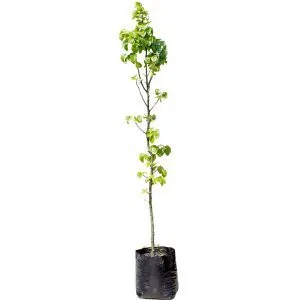 Bradford Pear