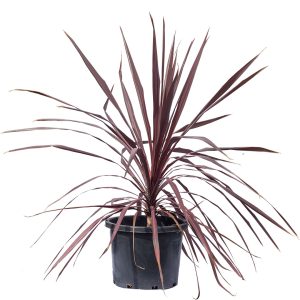Cordyline Midnight Star
