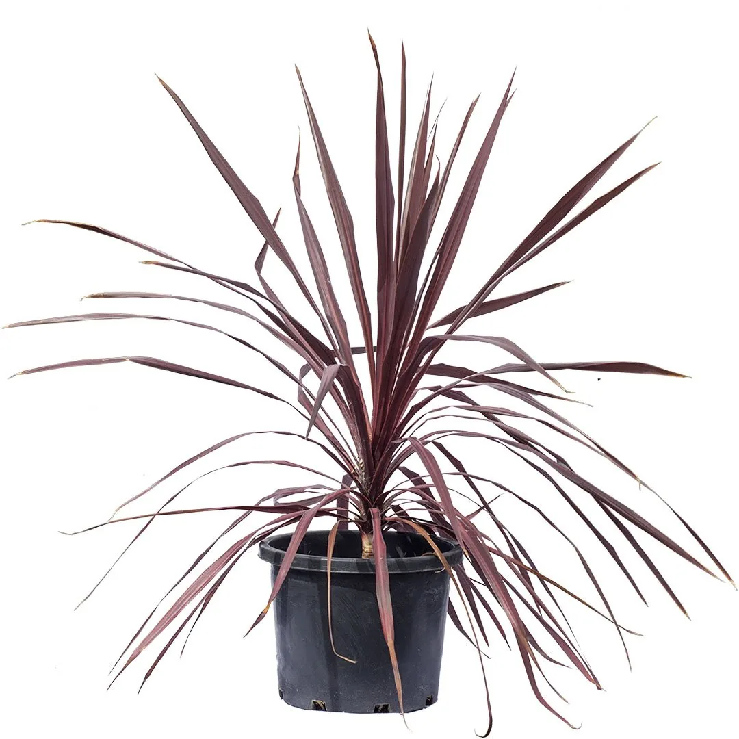 Cordyline Midnight Star