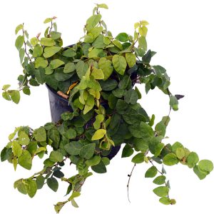 Creeping Fig