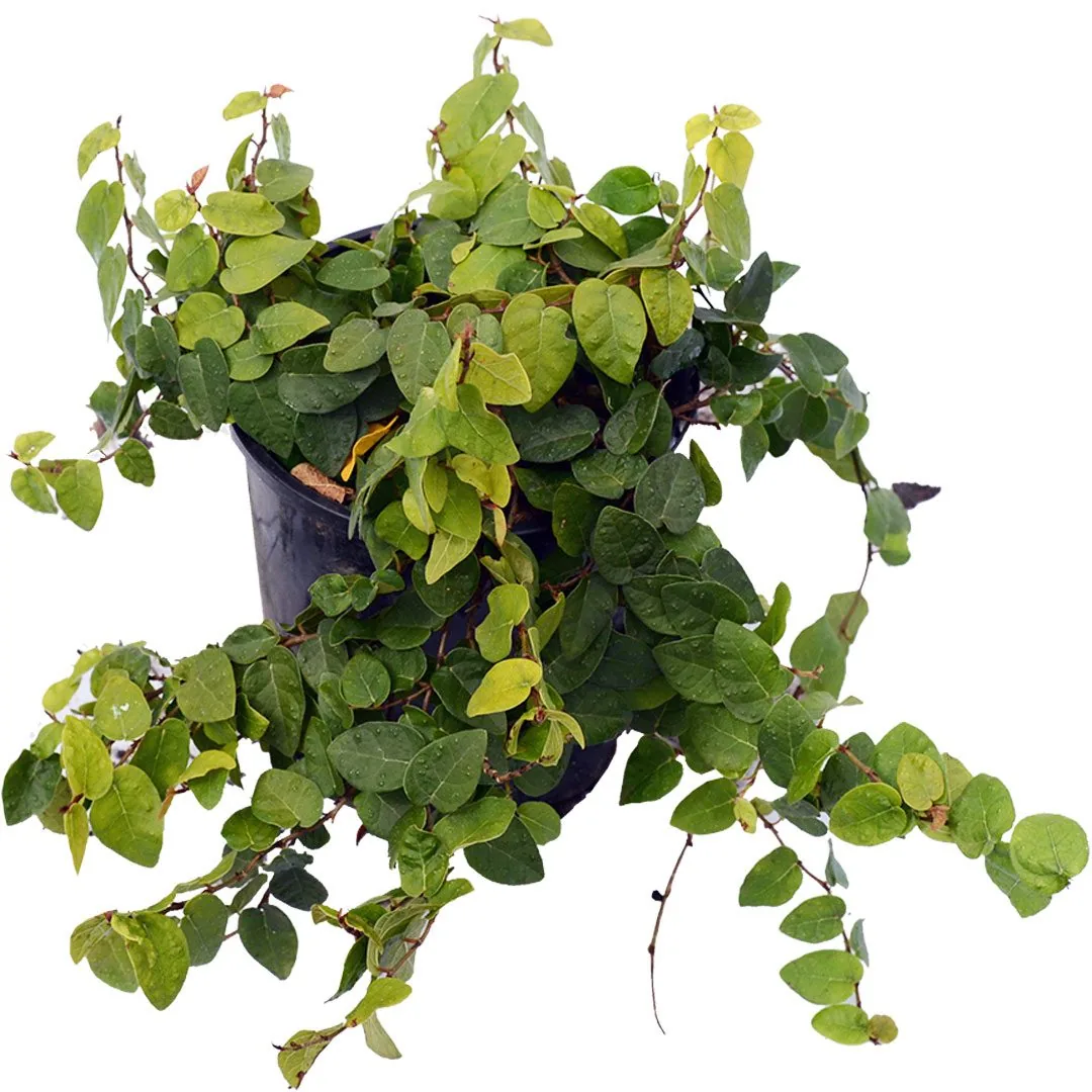 Creeping Fig