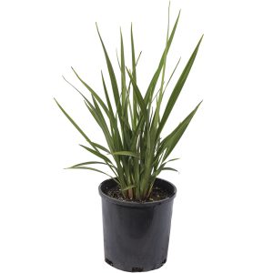 Dianella Revoluta Kentlyn