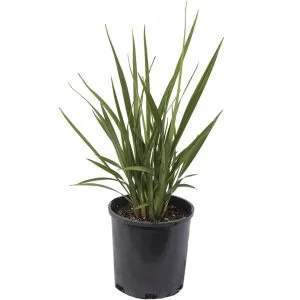 Dianella Revoluta Kentlyn