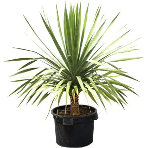 Dragon Tree