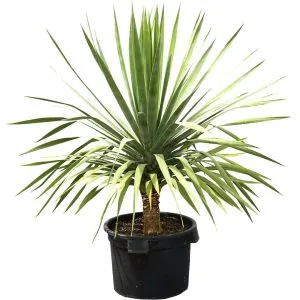 Dragon Tree