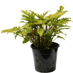 Dwarf Philodendron