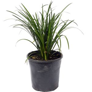 Liriope Evergreen Giant