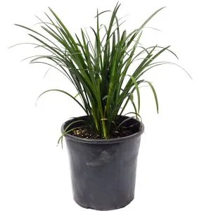 Liriope Evergreen Giant