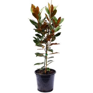 Magnolia Greenback