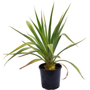 Mexican Lily