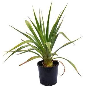 Mexican Lily