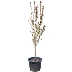 The Ornamental Plum