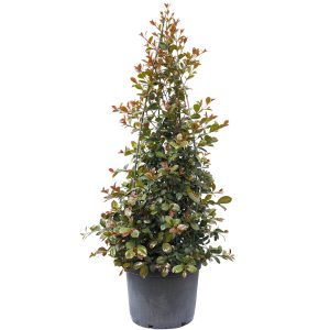 Red Leaf Photinia