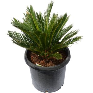 Sago Cycad
