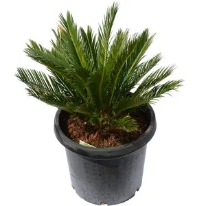 Sago Cycad
