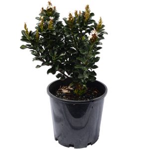 Snow Maiden Indian Hawthorn