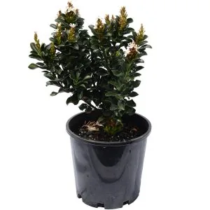 Snow Maiden Indian Hawthorn