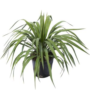 Soft Leaf Yucca