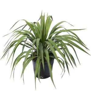 Soft Leaf Yucca
