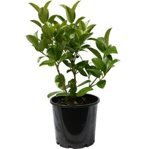 Sweet Viburnum