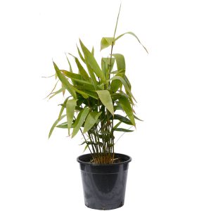 Tiger Grass Bamboo