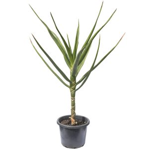 Tree Aloe