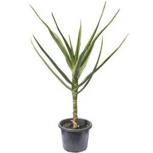 Tree Aloe