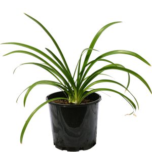 Agapanthus Blue