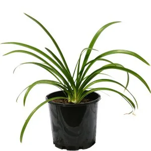 Agapanthus Blue