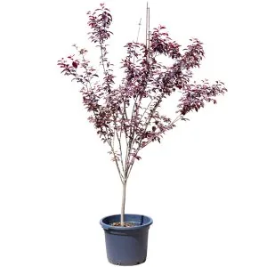 Purple - The Forest Pansy