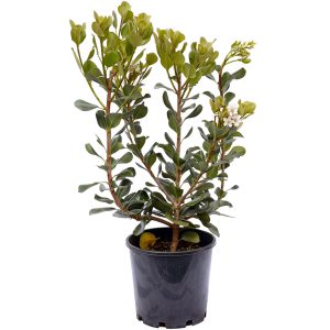 Indian Hawthorn
