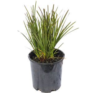 Goldfield's Green Lomandra