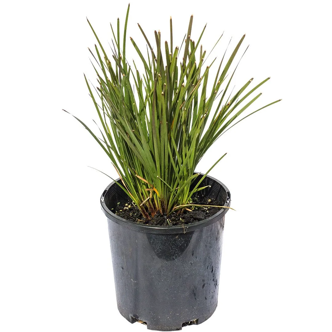 Goldfield's Green Lomandra