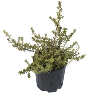 Smokey Coastal Rosemary