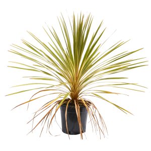 Cordyline Fantasy