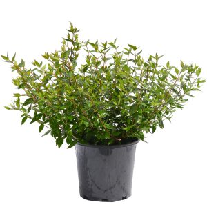 Dwarf Abelia