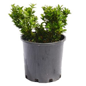 Dwarf Japanese spindle bush