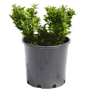 Dwarf Japanese spindle bush