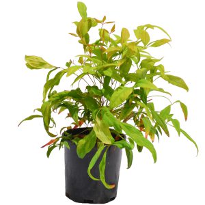 Dwarf Sacred Bamboo