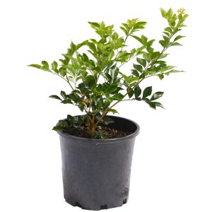 Mock Orange