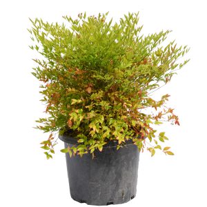 Moon bay Nandina