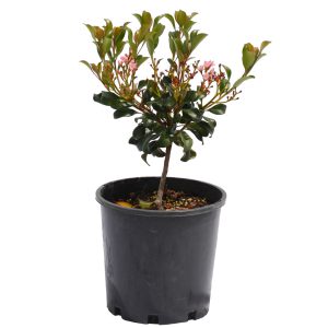 Pink Indian Hawthorn
