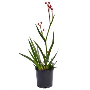 Red Kangaroo Paw